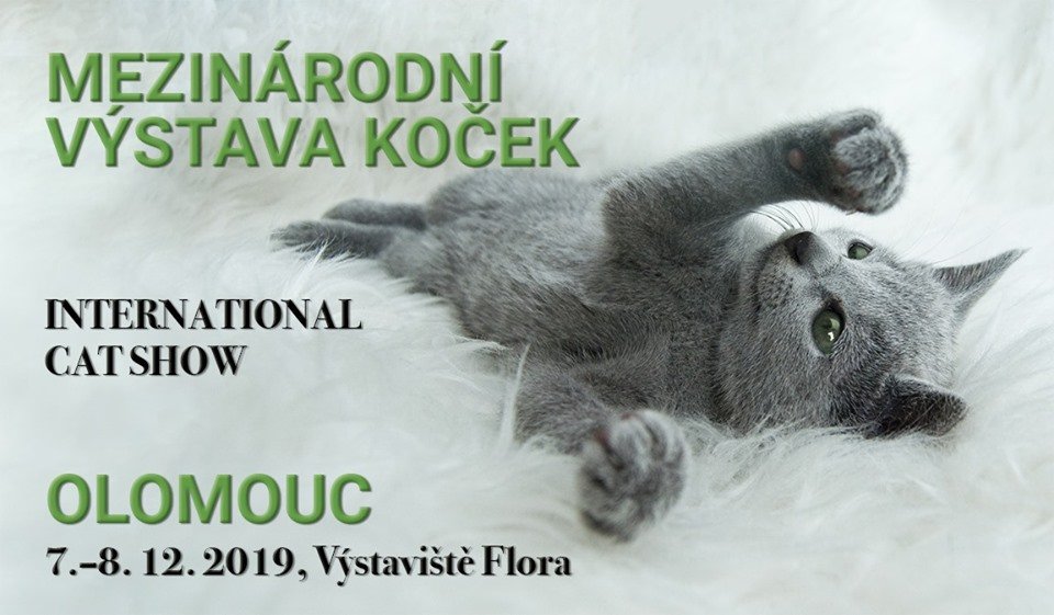 Mezinárodní výstava koček