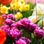 Prodej květin z jarní Flory Olomouc