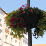 Olomoucké Dolní náměstí rozkvetlo díky zahradníkům Výstaviště Flora