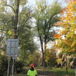 Od poloviny října v parcích probíhá arboristické ošetření stromů