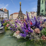 Olomoucké náměstí v záplavě květin