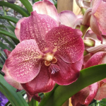Stovky orchidejí ve sbírkových sklenících, na výstavě Klenoty pralesa jsou i vzácné druhy