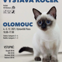 Mezinárodní výstava koček Olomouc 2021