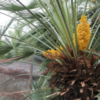 Kvetoucí palma žumara nízká