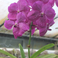 orchidej rodu Vanda