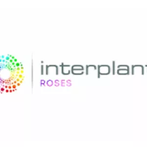 Interplant Roses