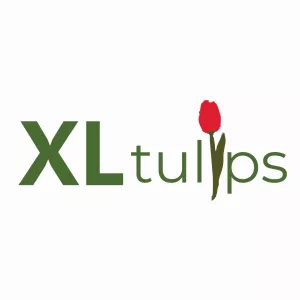 XL Tulips