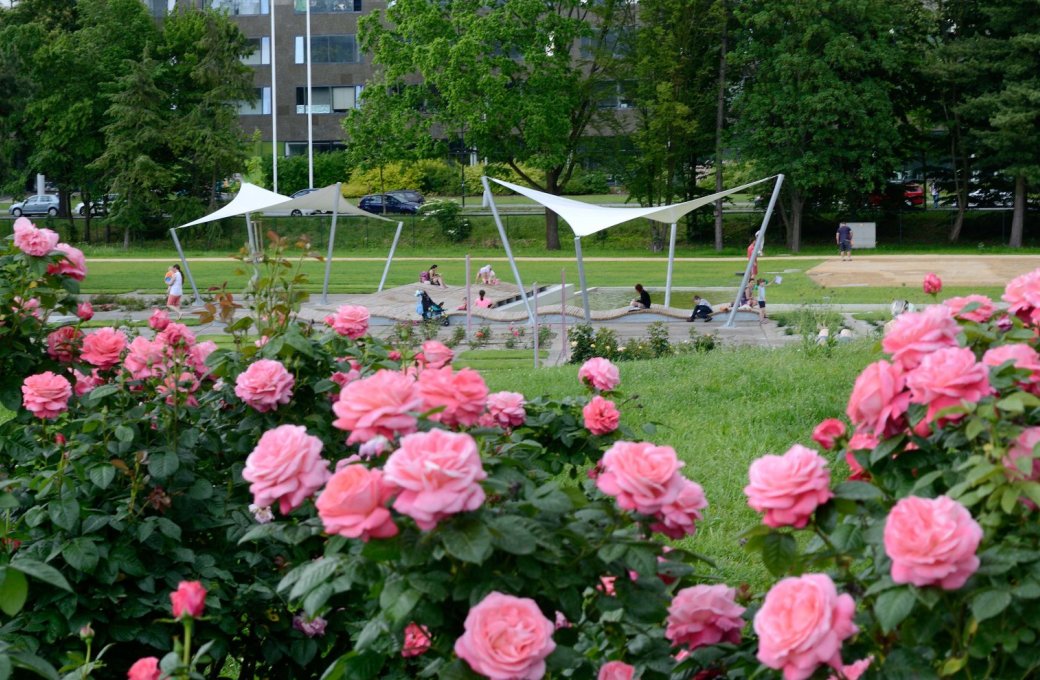 Botanická zahrada a rozárium budou mít 12. a 13. srpna zavřeno