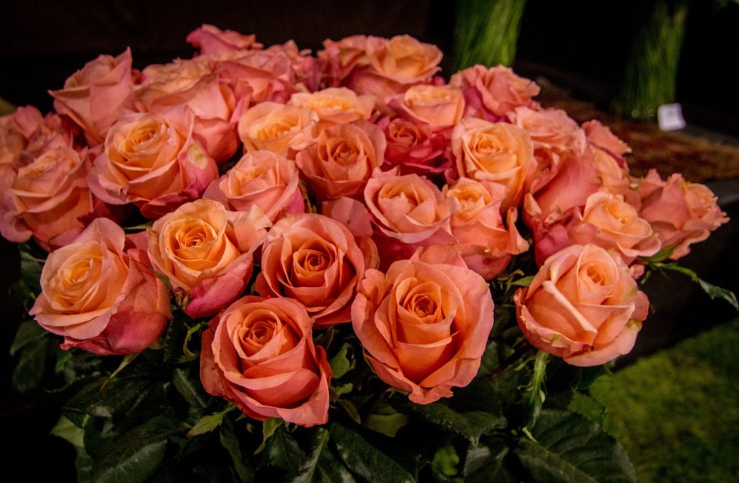 Letní Flora již brzy otevře své brány veřejnosti