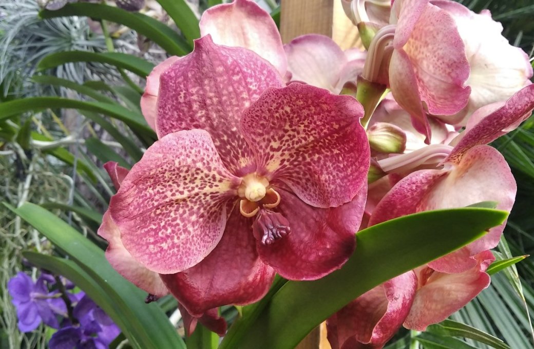 Stovky orchidejí ve sbírkových sklenících, na výstavě Klenoty pralesa jsou i vzácné druhy