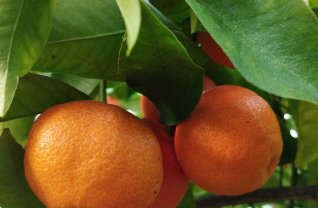 Adventní workshop i úroda citrusů. Sbírkové skleníky jsou otevřené a plné lákadel 