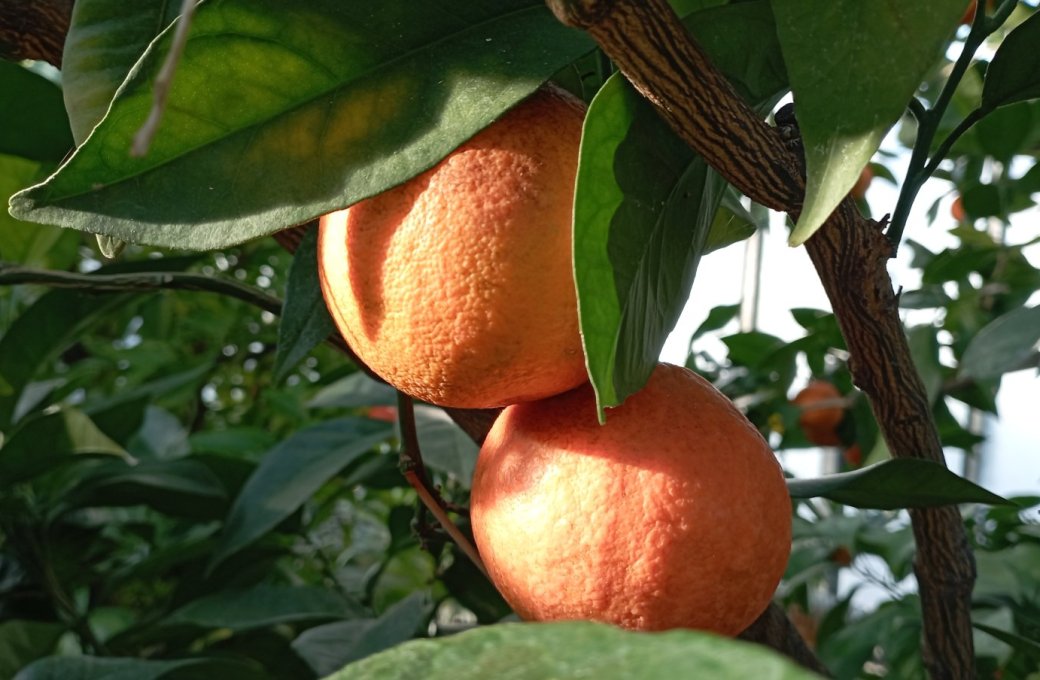 Do tropů za jediný den. Sbírkové skleníky otevírají, dozrává tu voňavá úroda citrusů