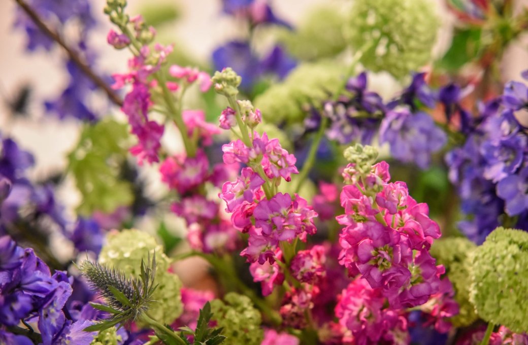 Výstava Flora Olomouc vezme návštěvníky do Galaxie květin. Hlavní expozice propojí vesmír s kvalitní floristikou 