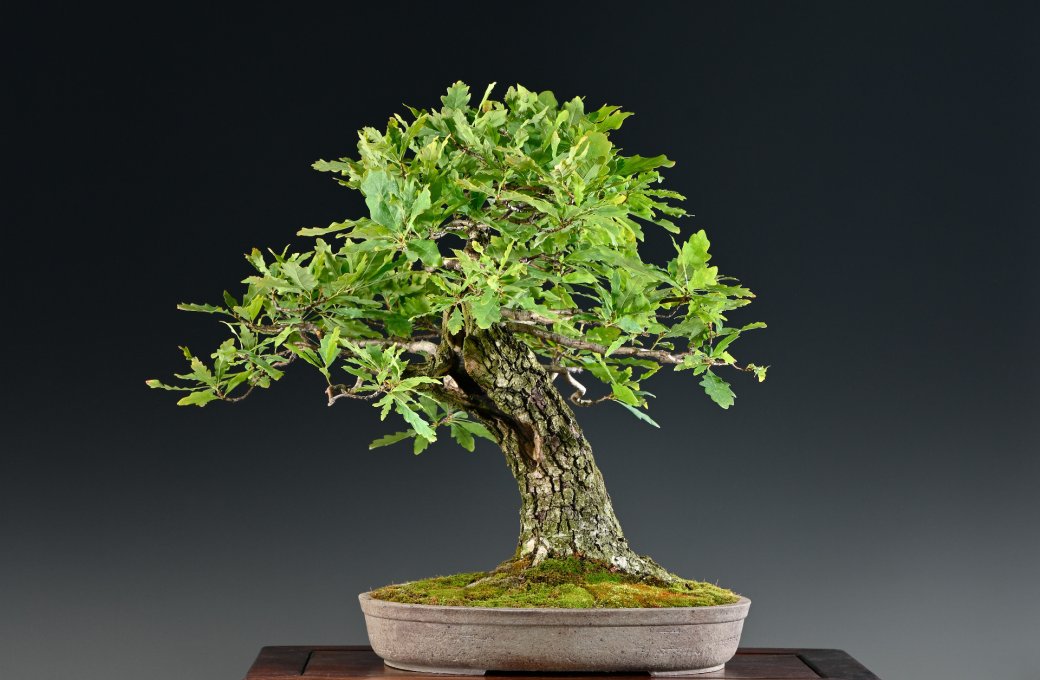 Stovky let staré unikáty z Evropy i Japonska. Součástí výstavy Flora Olomouc je i Národní výstava bonsají a suiseki