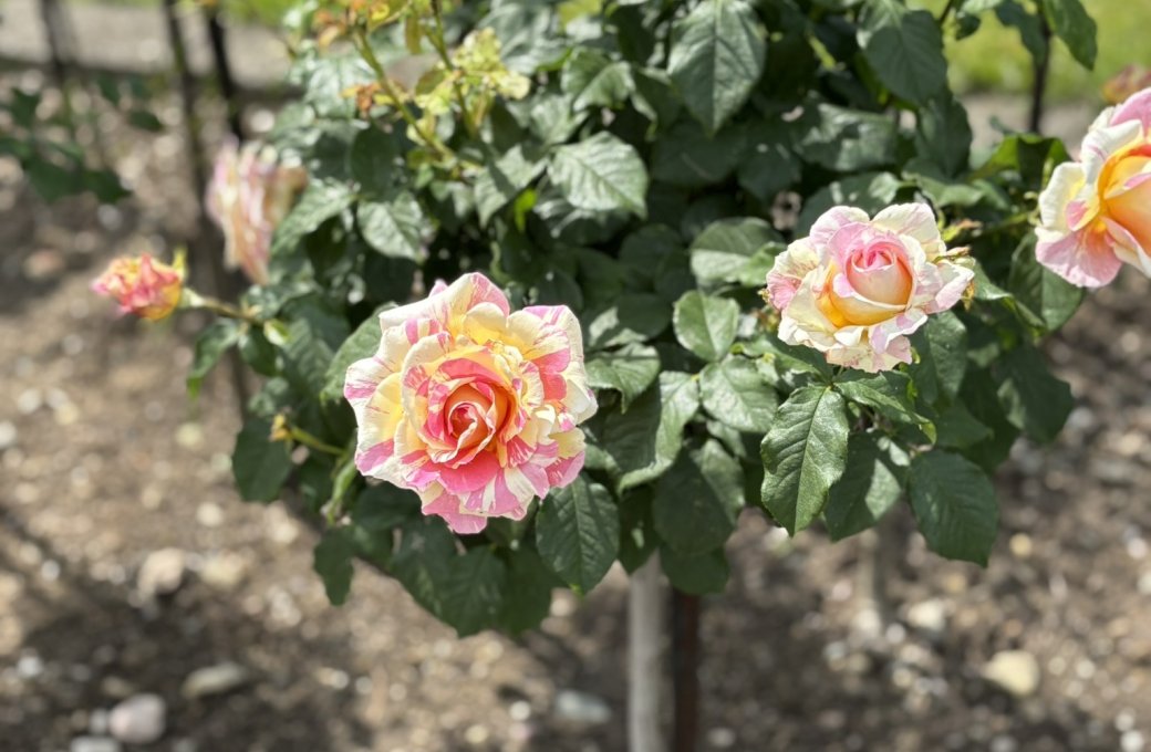 Nejenom půdopokryvné růže ve veřejné zeleni.