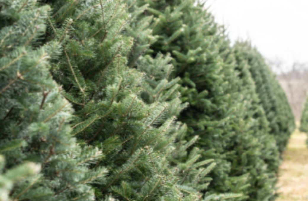 Prodej vánočních stromků