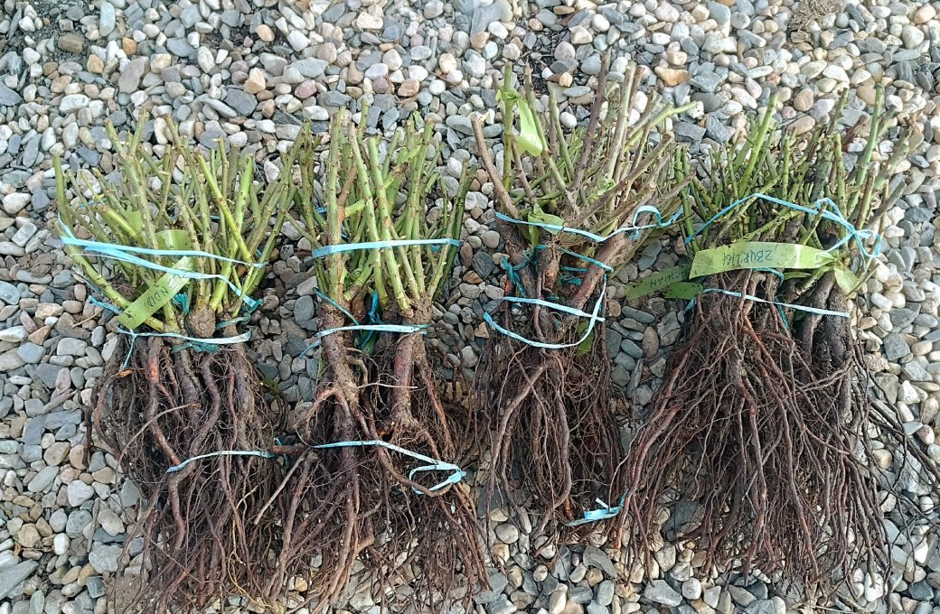 Balík plný růží