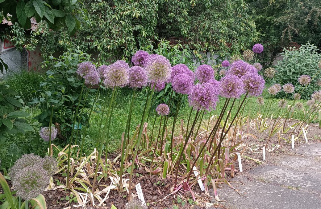 Výstaviště Flora Olomouc je nově nositelem Národní sbírky Česneky