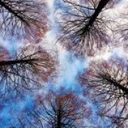 Výstraha kvůli silnému větru: Prosíme návštěvníky parků o opatrnost