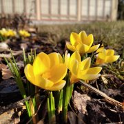 Botanická zahrada, rozárium a také sbírkové skleníky budou přes Velikonoce otevřené