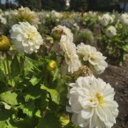 Výstaviště Flora vrací na část hlavní aleje ornamentální záhony