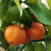 Adventní workshop i úroda citrusů. Sbírkové skleníky jsou otevřené a plné lákadel 