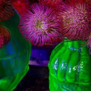 Co vás kde čeká na výstavě Flora Olomouc 2025? Základní rozdělení expozic v areálu Výstaviště Flora Olomouc