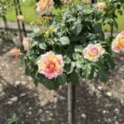 Nejenom půdopokryvné růže ve veřejné zeleni.