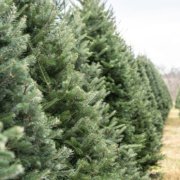 Prodej vánočních stromků