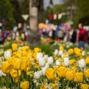 Jarní Flora přehledně: přinášíme vám plánek výstavy