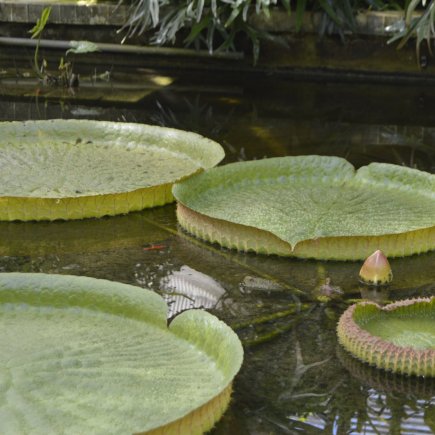 Viktorie královská