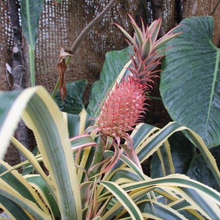 Plod malého ananasu