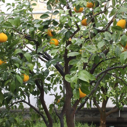 Záplava citrusových plodů a květů