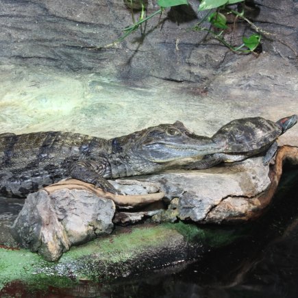 Kajman brýlový v akvateráriu v palmovém skleníku