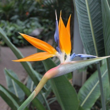 Strelície královská