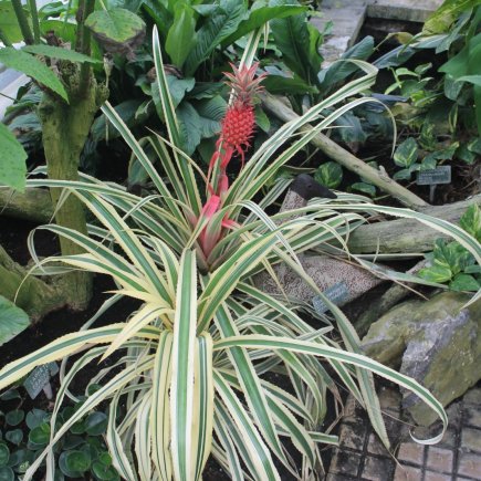 zvětšující plod ananasu