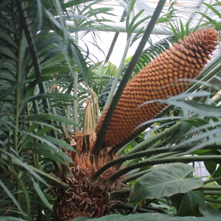 obří šištice na vzácném cykasu