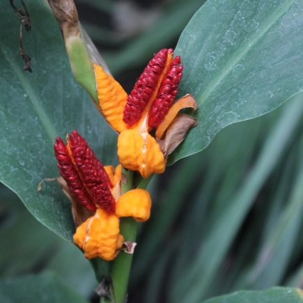 zázvorovitá rostlina Hedychium horsfieldii 
