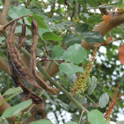 Svatojánský chléb