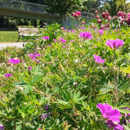 Alej ve Smetanových sadech