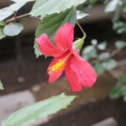 Vzácný Hibiscus fragilis