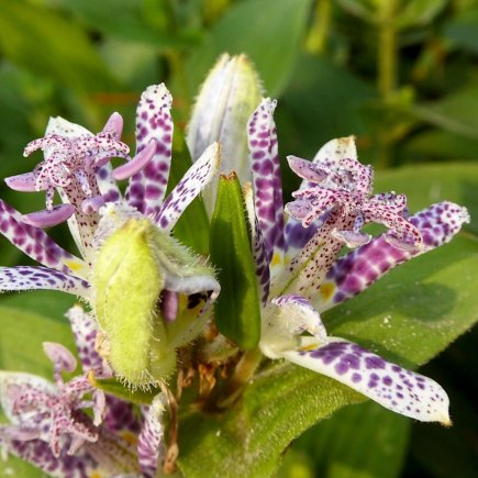 liliovka srstnatá (Tricyrtis hirta)