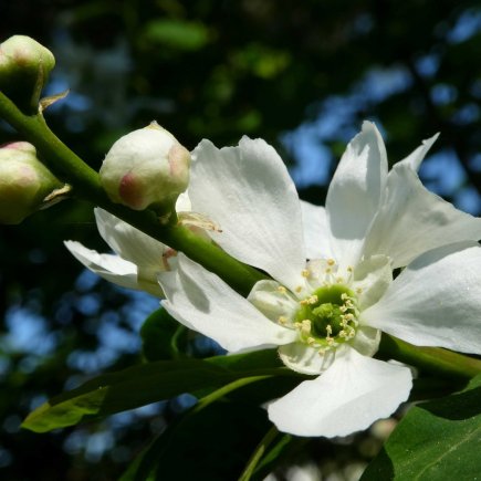 Citronečník trojlistý (Poncirus trifoliata)