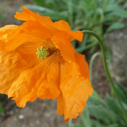 mák Popovův (Papaver popovii)