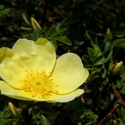 růže Hugova (Rosa hugonis)