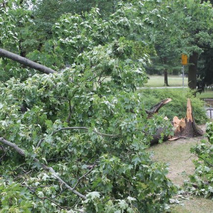Nemocný strom_Foto: Radek Pavlačka