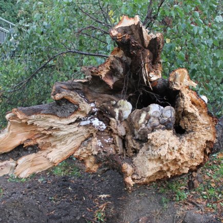 Dřevomorka. Foto: Radek Pavlačka