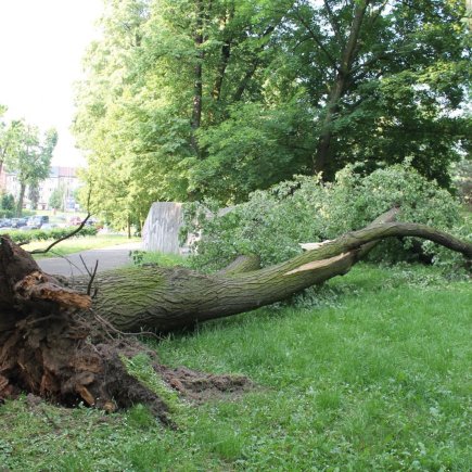 Napadaný kořenový systém stromu_Foto: Radek Pavlačka