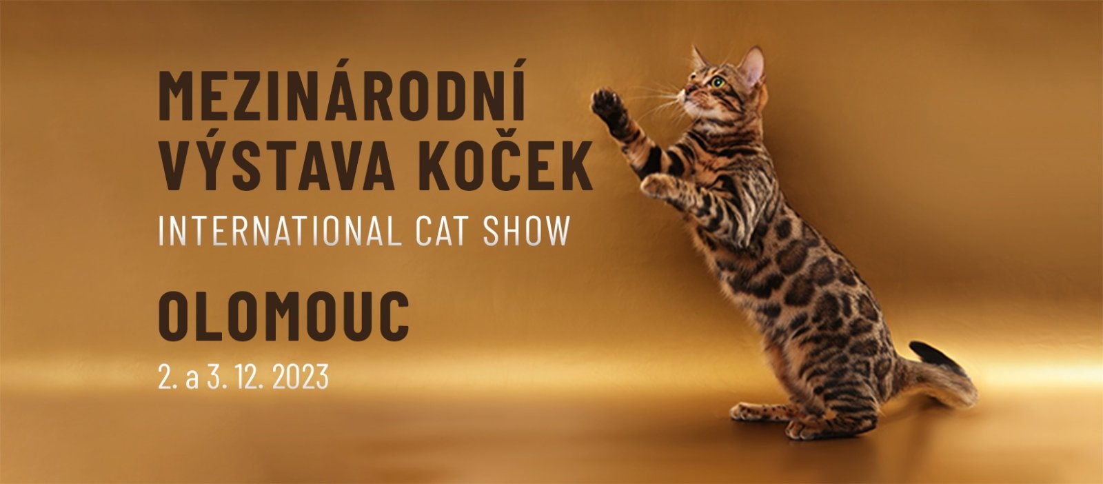 Mezinárodní výstava koček Olomouc